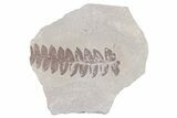 Pennsylvanian Fossil Fern (Mariopteris) - Indiana #262502-1